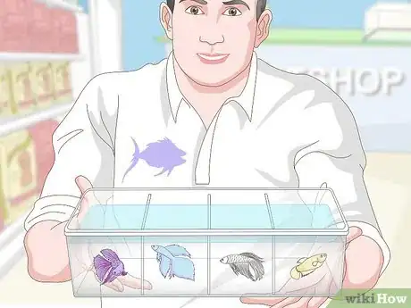 Imagem intitulada Selectively Breed Betta Fish Step 1