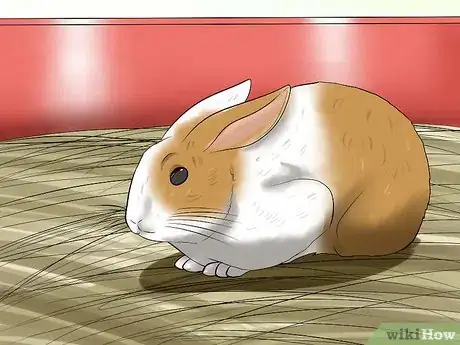 Imagem intitulada Care for a House Rabbit Step 20
