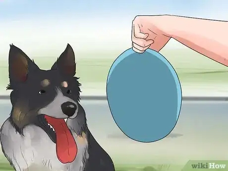 Imagem intitulada Train Border Collies Step 12
