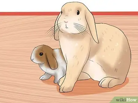 Imagem intitulada Care for a House Rabbit Step 19