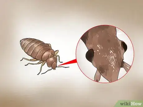 Imagem intitulada Recognize Bed Bugs Step 6