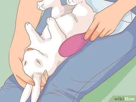 Imagem intitulada Raise a Lop Eared Rabbit As a Pet Step 19