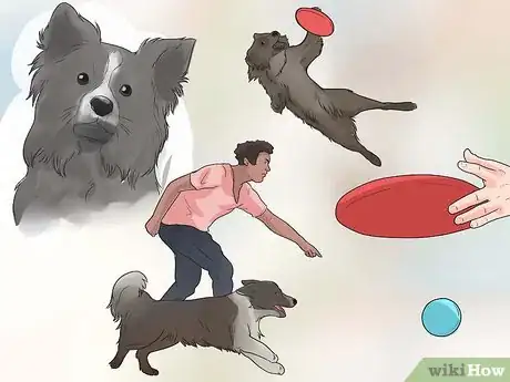 Imagem intitulada Train Border Collies Step 29