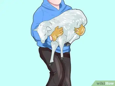 Imagem intitulada Get Started in Raising Sheep Step 8