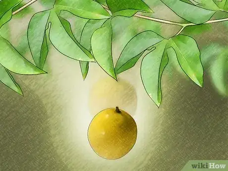 Imagem intitulada Tell if a Passion Fruit Is Ripe Step 4