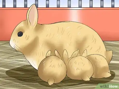 Imagem intitulada Care for a House Rabbit Step 18