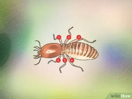 Imagem intitulada Identify a Termite Step 3