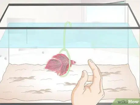 Imagem intitulada Train Your Betta Fish Step 9