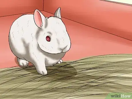 Imagem intitulada Care for a House Rabbit Step 17
