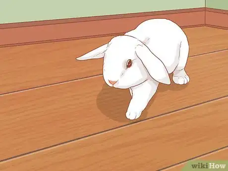 Imagem intitulada Raise a Lop Eared Rabbit As a Pet Step 15