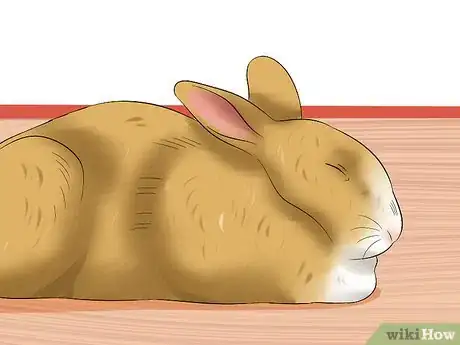 Imagem intitulada Treat Digestive Problems in Rabbits Step 3