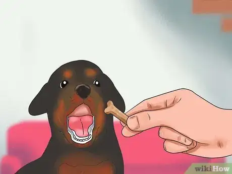 Imagem intitulada Train a Rottweiler Step 12