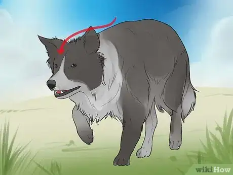 Imagem intitulada Train Border Collies Step 28