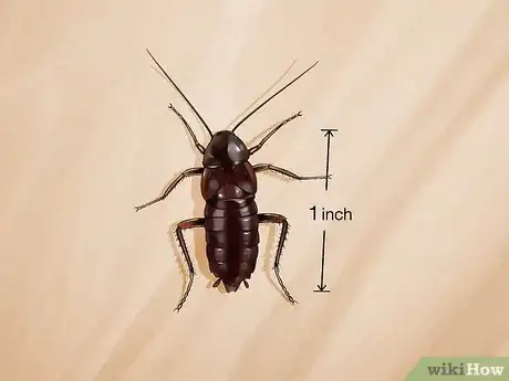 Imagem intitulada Identify a Cockroach Step 16