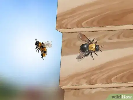 Imagem intitulada Get Rid of Bees Step 3