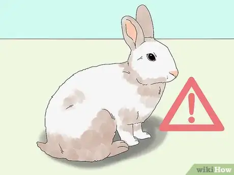 Imagem intitulada Pick up a Rabbit Step 8