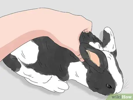 Imagem intitulada Pick up a Rabbit Step 4