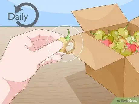 Imagem intitulada Ripen Green Tomatoes Step 10