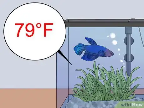Imagem intitulada Save a Dying Betta Fish Step 17