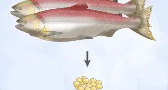 Criar Salmão em um Tanque