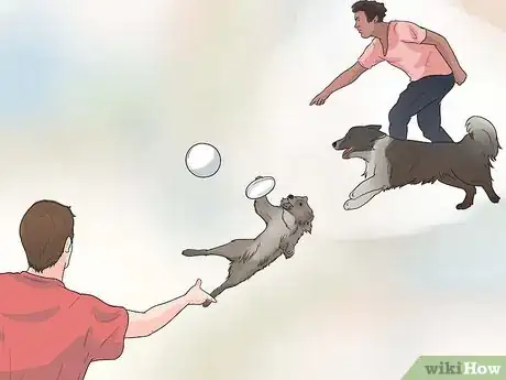 Imagem intitulada Train Border Collies Step 17