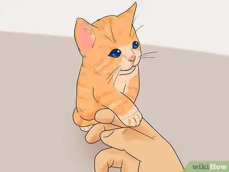 Imagem intitulada Tell How Old a Kitten Is Step 9