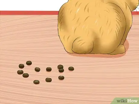 Imagem intitulada Treat Digestive Problems in Rabbits Step 2