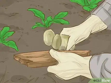 Imagem intitulada Get Rid of Garden Snails Step 2