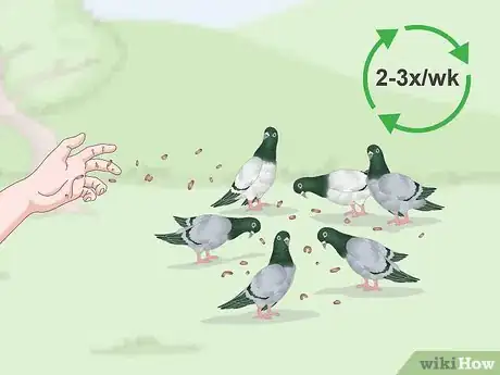 Imagem intitulada Feed Pigeons Step 14