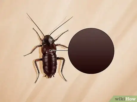 Imagem intitulada Identify a Cockroach Step 17