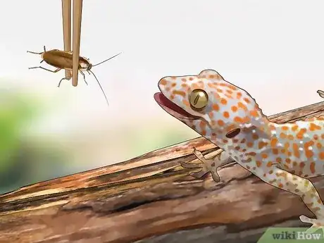 Imagem intitulada Feed a Lizard Step 9