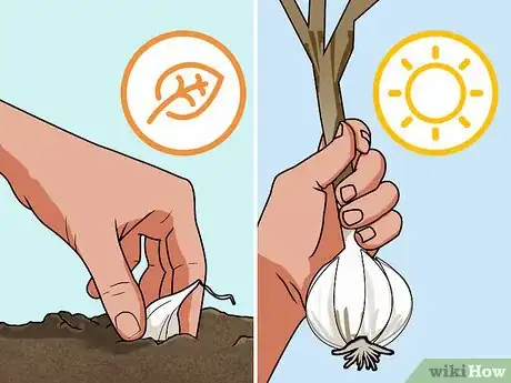 Imagem intitulada Braid Garlic Step 12