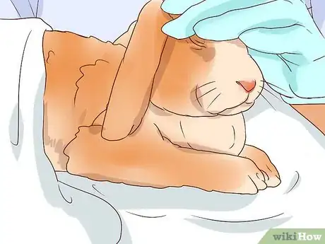 Imagem intitulada Deal with a Sick Rabbit Step 12