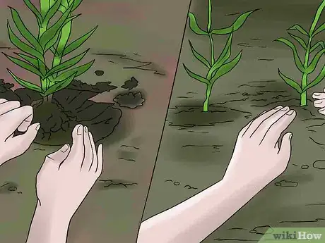Imagem intitulada Help Carnations Make a Comeback Step 6