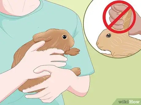 Imagem intitulada Care for Dwarf Rabbits Step 11