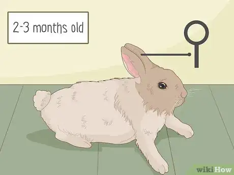 Imagem intitulada Care for Dwarf Rabbits Step 24