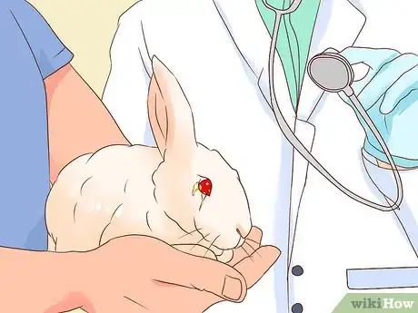 Imagem intitulada Deal with a Sick Rabbit Step 16