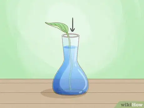 Imagem intitulada Grow a Plant Without Soil Step 10