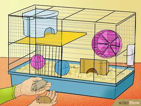 Imagem intitulada Introduce Two Dwarf Hamsters Step 7