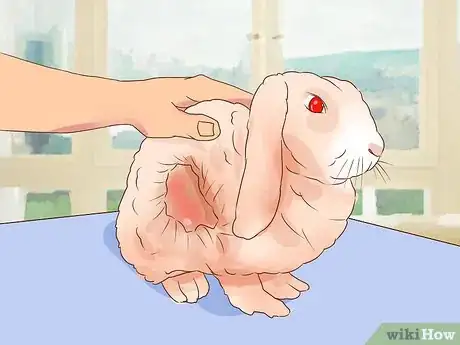 Imagem intitulada Deal with a Sick Rabbit Step 17