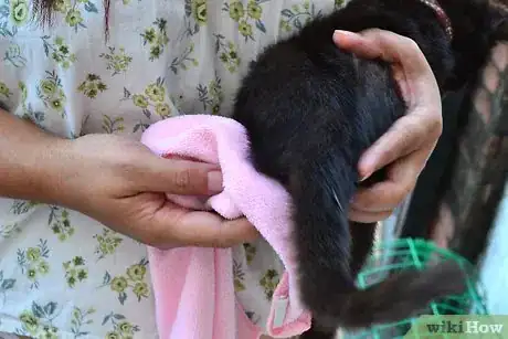 Imagem intitulada Clean Kittens Step 7