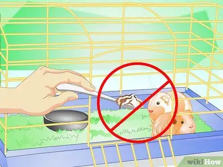 Imagem intitulada Make Your Guinea Pig Comfortable in Its Cage Step 11