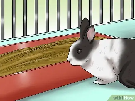 Imagem intitulada Care for Dutch Rabbits Step 11
