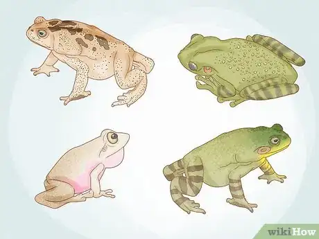 Imagem intitulada Get Rid of Frogs Step 1
