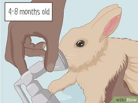Imagem intitulada Care for Dwarf Rabbits Step 25