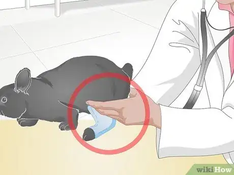 Imagem intitulada Treat Sore Hocks in Rabbits Step 12