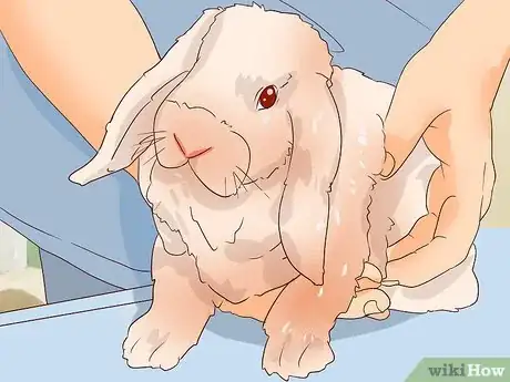 Imagem intitulada Deal with a Sick Rabbit Step 13