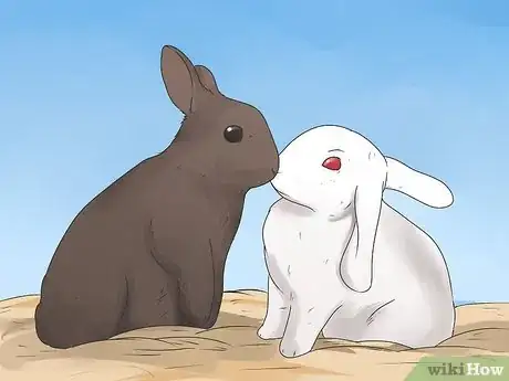 Imagem intitulada Care for Mini Lop Rabbits Step 13
