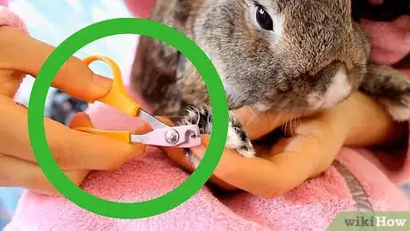 Imagem intitulada Cut a Rabbit's Claws Step 2
