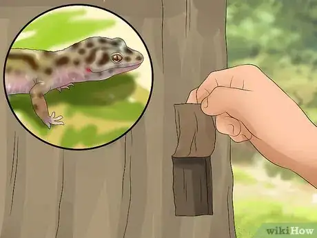 Imagem intitulada Catch a Gecko Step 2